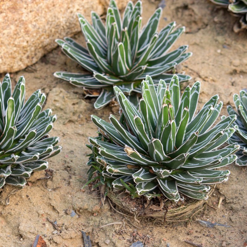 Agave victoriae-reginae (Agáva kráľovská) - kont. P9, výška: ⌀ 10-15 cm (-10°C)